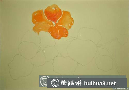 旱金蓮水彩畫(huà)