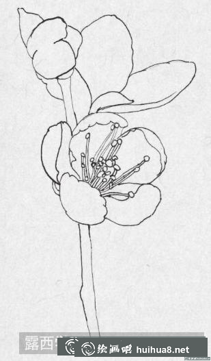 鋼筆畫桃花