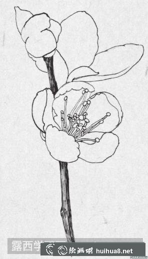 鋼筆畫桃花