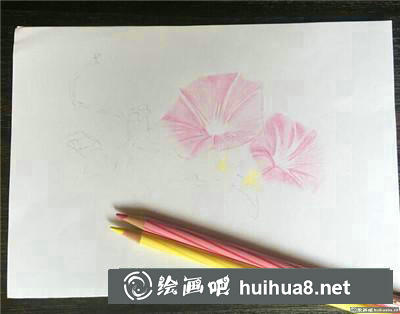 郁金香彩鉛