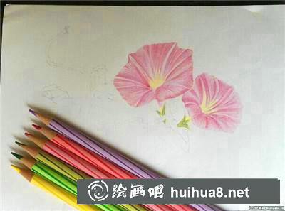 郁金香彩鉛