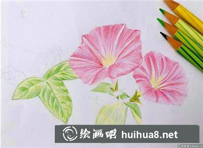 郁金香彩鉛
