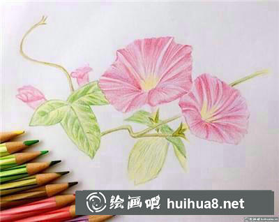 郁金香彩鉛