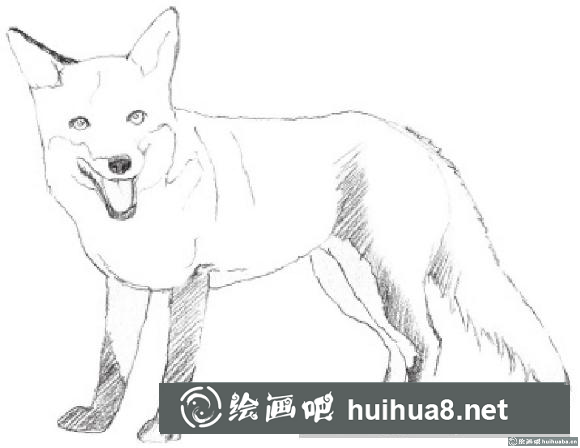 素描畫狐貍