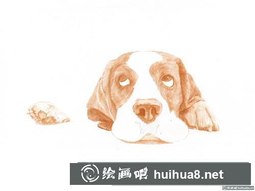 巴吉度犬彩鉛畫(huà)