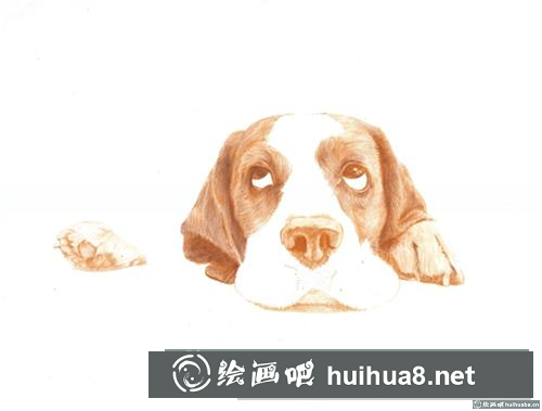 巴吉度犬彩鉛畫(huà)
