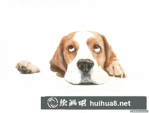 巴吉度犬彩鉛畫(huà)
