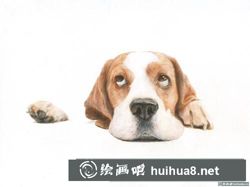 巴吉度犬彩鉛畫(huà)