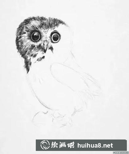 素描畫貓頭鷹