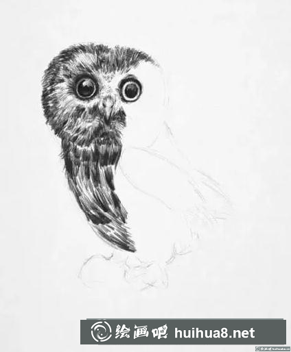 素描畫貓頭鷹
