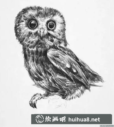 素描畫貓頭鷹