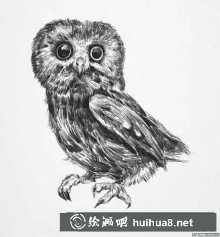 素描畫貓頭鷹