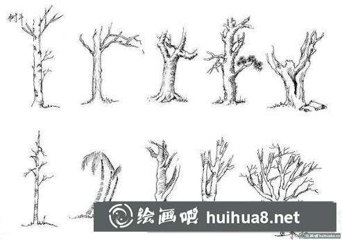 樹(shù)干