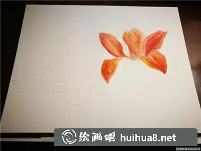 木棉花水彩