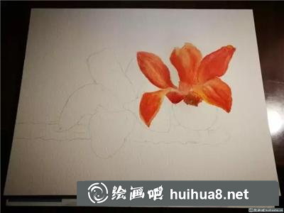 木棉花水彩