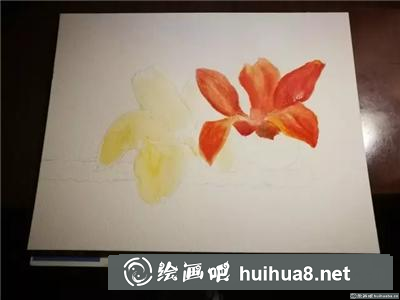 木棉花水彩