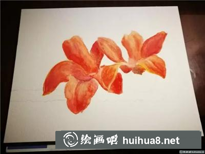 木棉花水彩