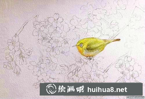 櫻花繡眼水彩畫