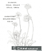 彩鉛畫點地梅教程分享