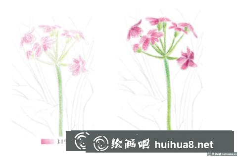 怎么畫點(diǎn)地梅