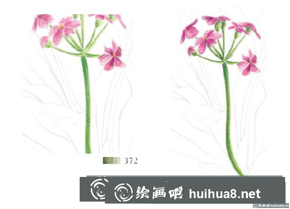 怎么畫點(diǎn)地梅