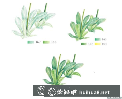 怎么畫點(diǎn)地梅