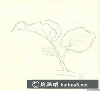 桑葚彩鉛畫教程分享