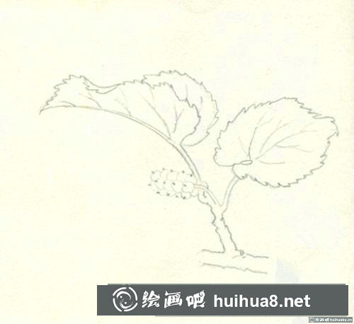 桑葚彩鉛畫