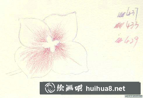 八仙花彩鉛畫