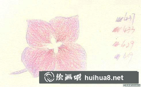 八仙花彩鉛畫