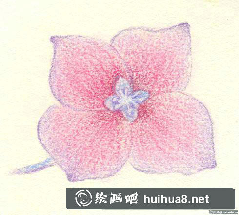 八仙花彩鉛畫