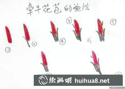 牽牛花的畫法