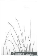 鋼筆畫(huà)蘆葦繪畫(huà)技巧