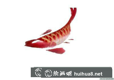 紅鯉魚的畫法