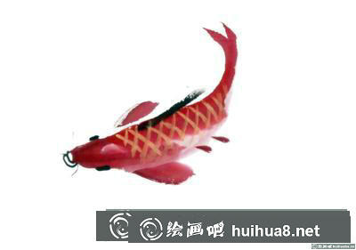 紅鯉魚的畫法
