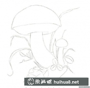 朱紅牛肝菌彩鉛畫教學(xué)攻略