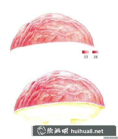 菌類彩鉛畫