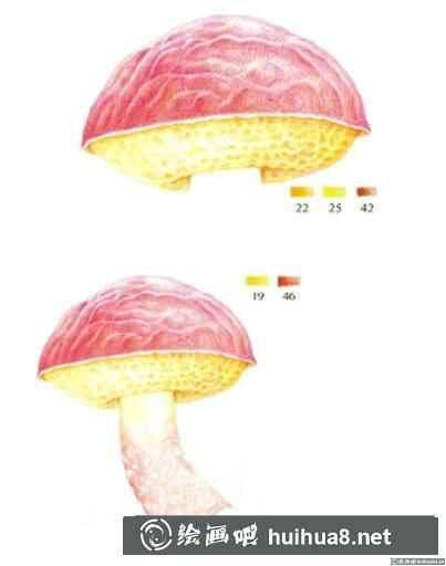 菌類彩鉛畫