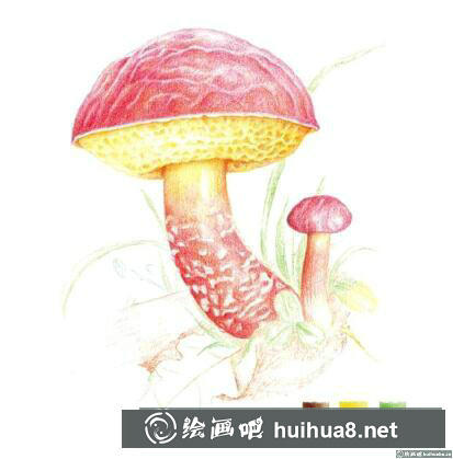 菌類彩鉛畫