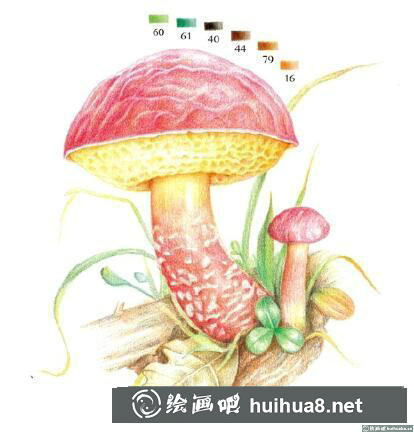 菌類彩鉛畫