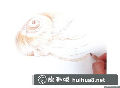怎么畫(huà)海螺
