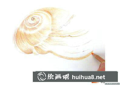 怎么畫(huà)海螺