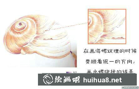 怎么畫(huà)海螺