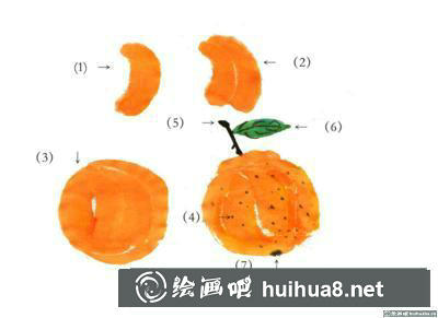 桔子的畫法