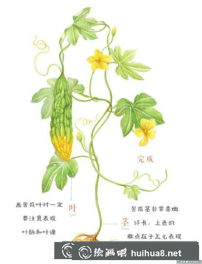 彩鉛畫教程
