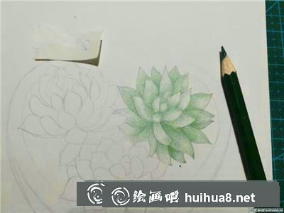 植物彩鉛