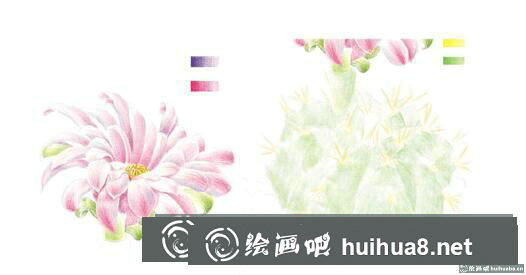 開花的仙人球彩鉛畫教程