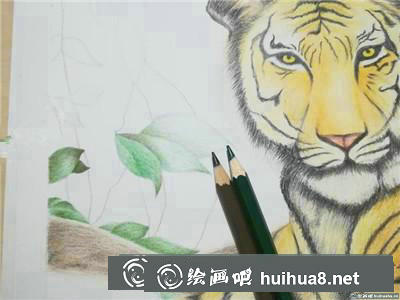 動物彩鉛