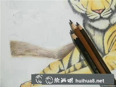 動物彩鉛