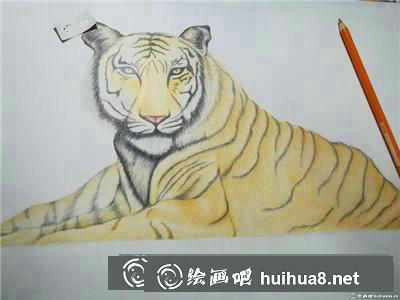 動物彩鉛